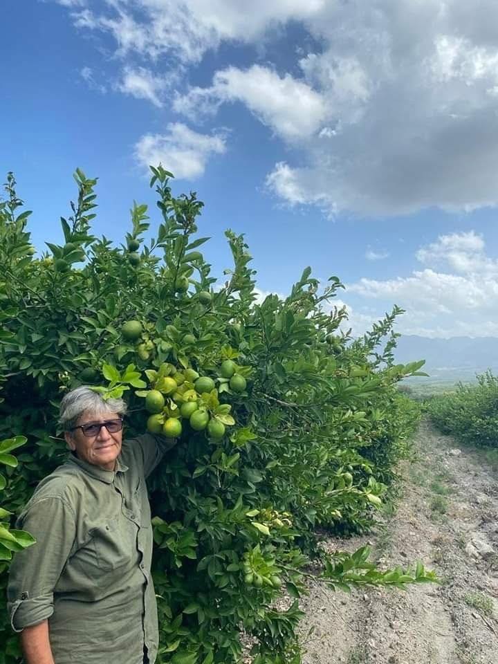 Erzin’de Limon Hasadı Başladı Türkiye’nin %20’Si Buradan5