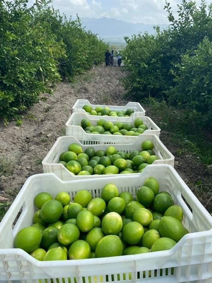 Erzin’de Limon Hasadı Başladı Türkiye’nin %20’Si Buradan6