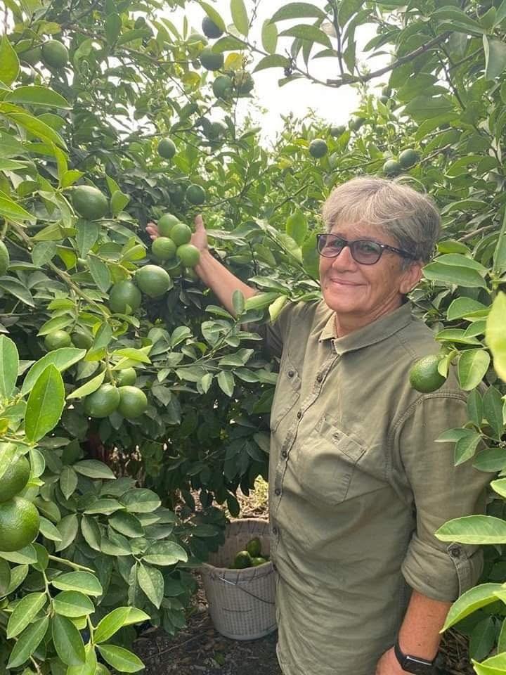 Erzin’de Limon Hasadı Başladı Türkiye’nin %20’Si Buradan8