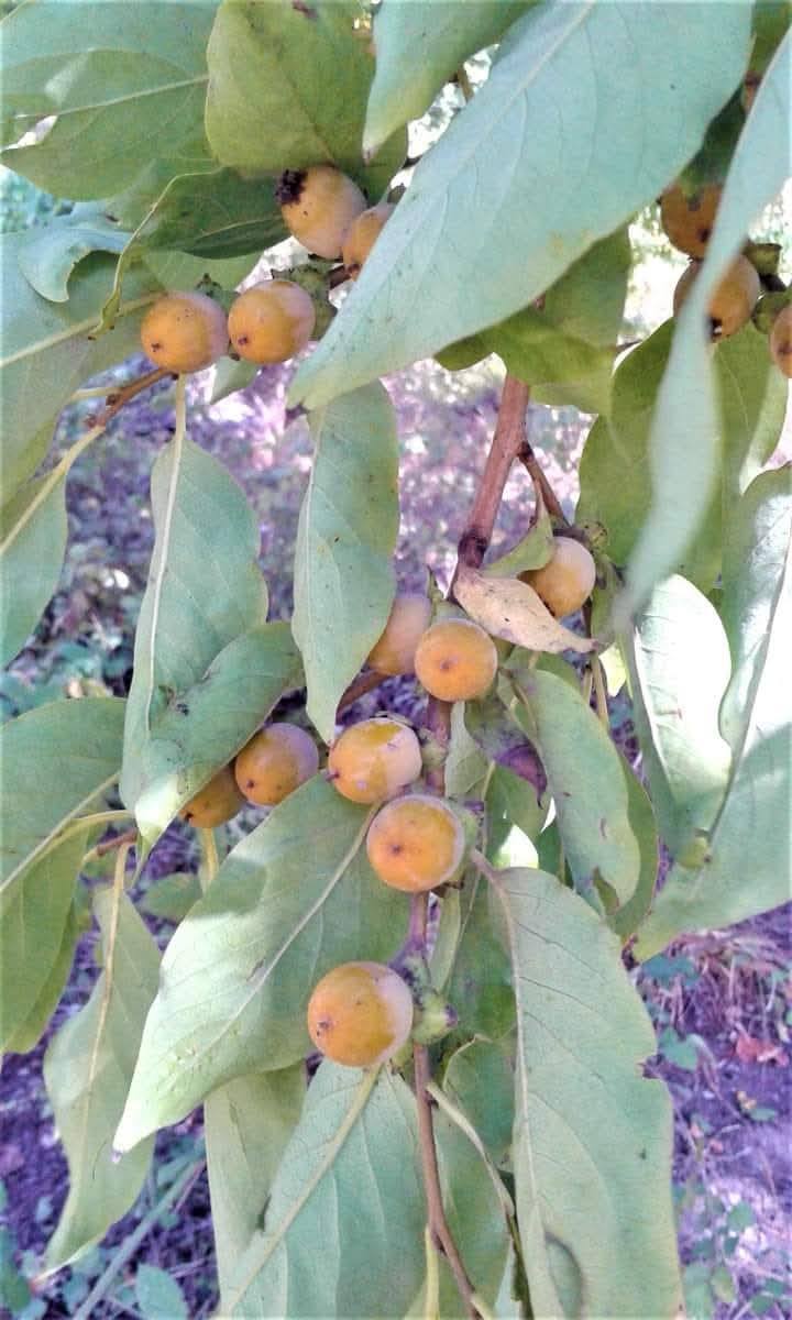 Eski Küllü’de Hurma Nesli Tükenme Tehlikesiyle Karşı Karşıya2