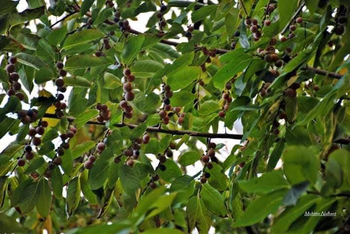 Eski Küllü’de Hurma Nesli Tükenme Tehlikesiyle Karşı Karşıya3