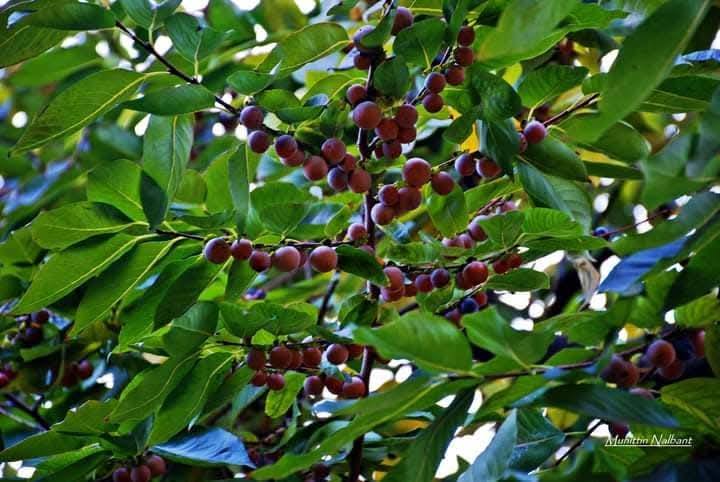 Eski Küllü’de Hurma Nesli Tükenme Tehlikesiyle Karşı Karşıya4