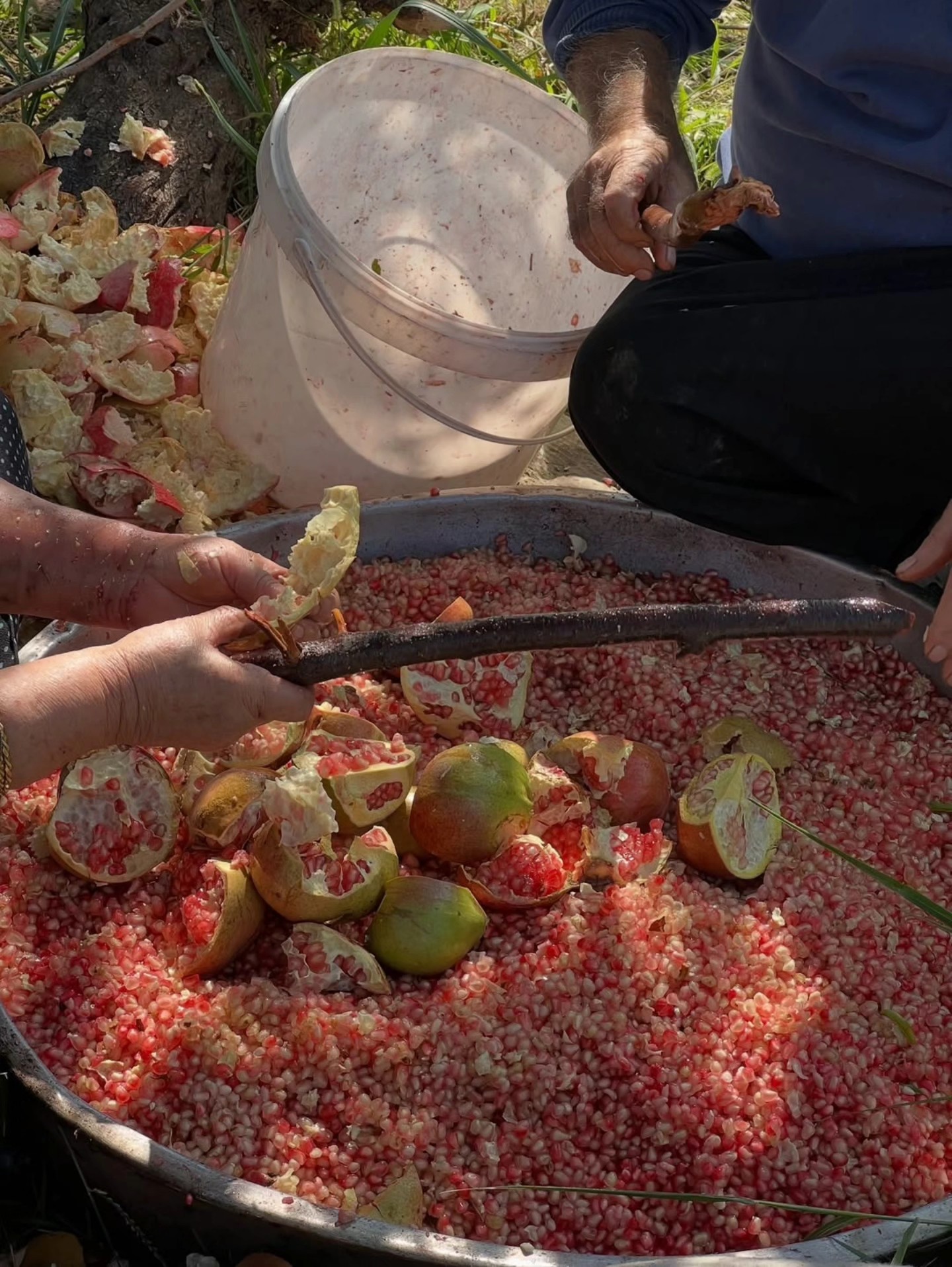 Hassa’da Nar Ekşisi Sezonu Başladı Lezzetli Hasat4