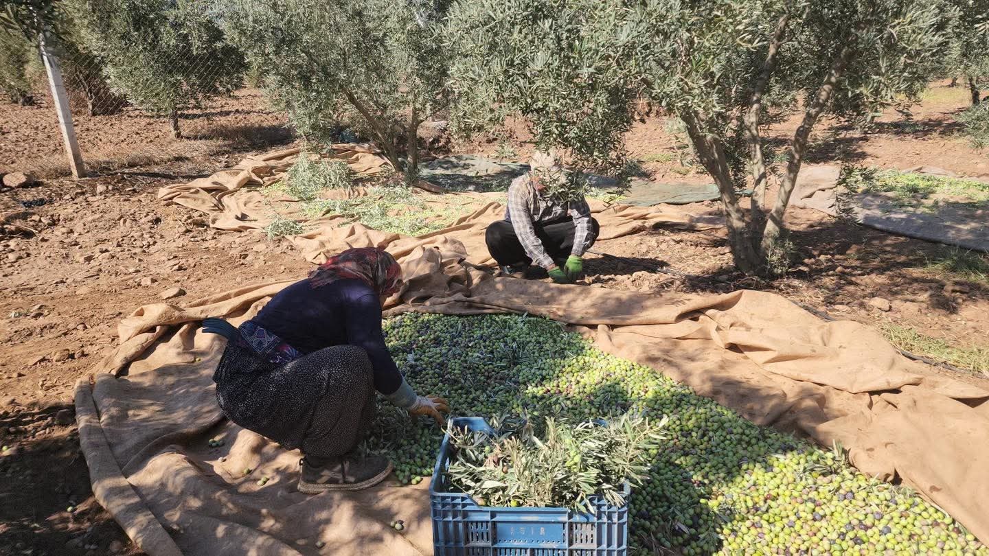 Hassa’da Zeytin Sezonu Açıldı, Fiyatlar Umut Veriyor2