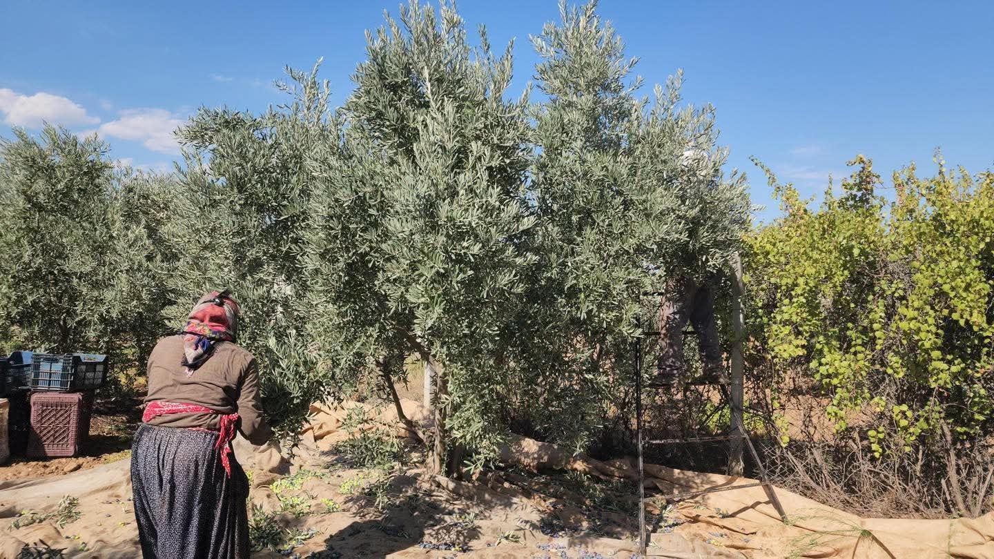 Hassa’da Zeytin Sezonu Açıldı, Fiyatlar Umut Veriyor3