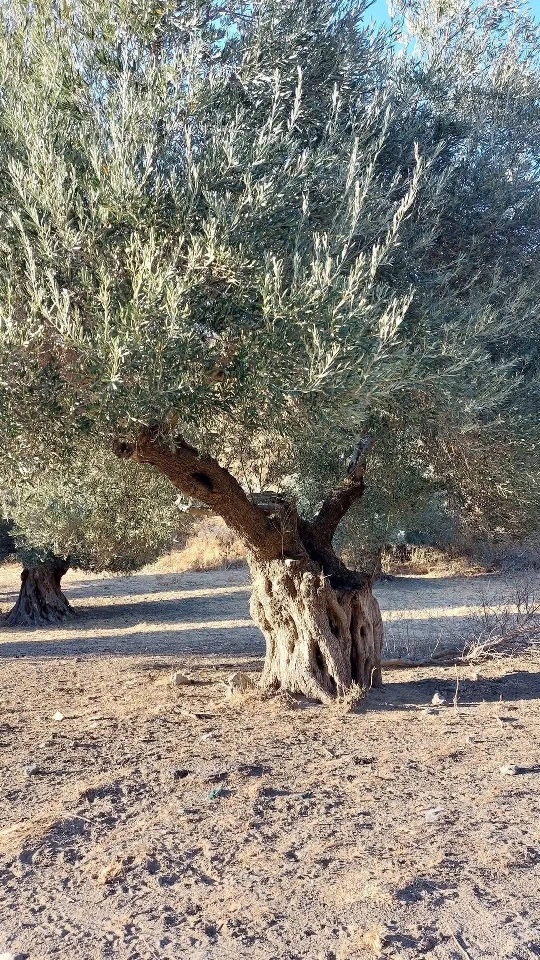 Hassa’da Zeytin Sezonu Açıldı, Fiyatlar Umut Veriyor5