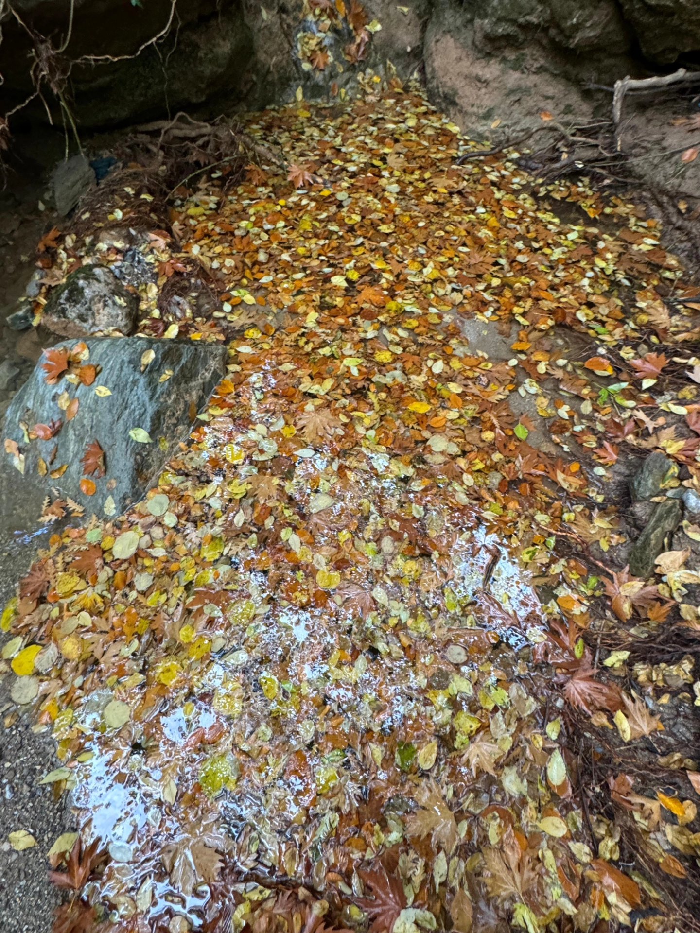 İskenderun Amanoslar Yonsul Yaylası’nda Doğa Keyfi13