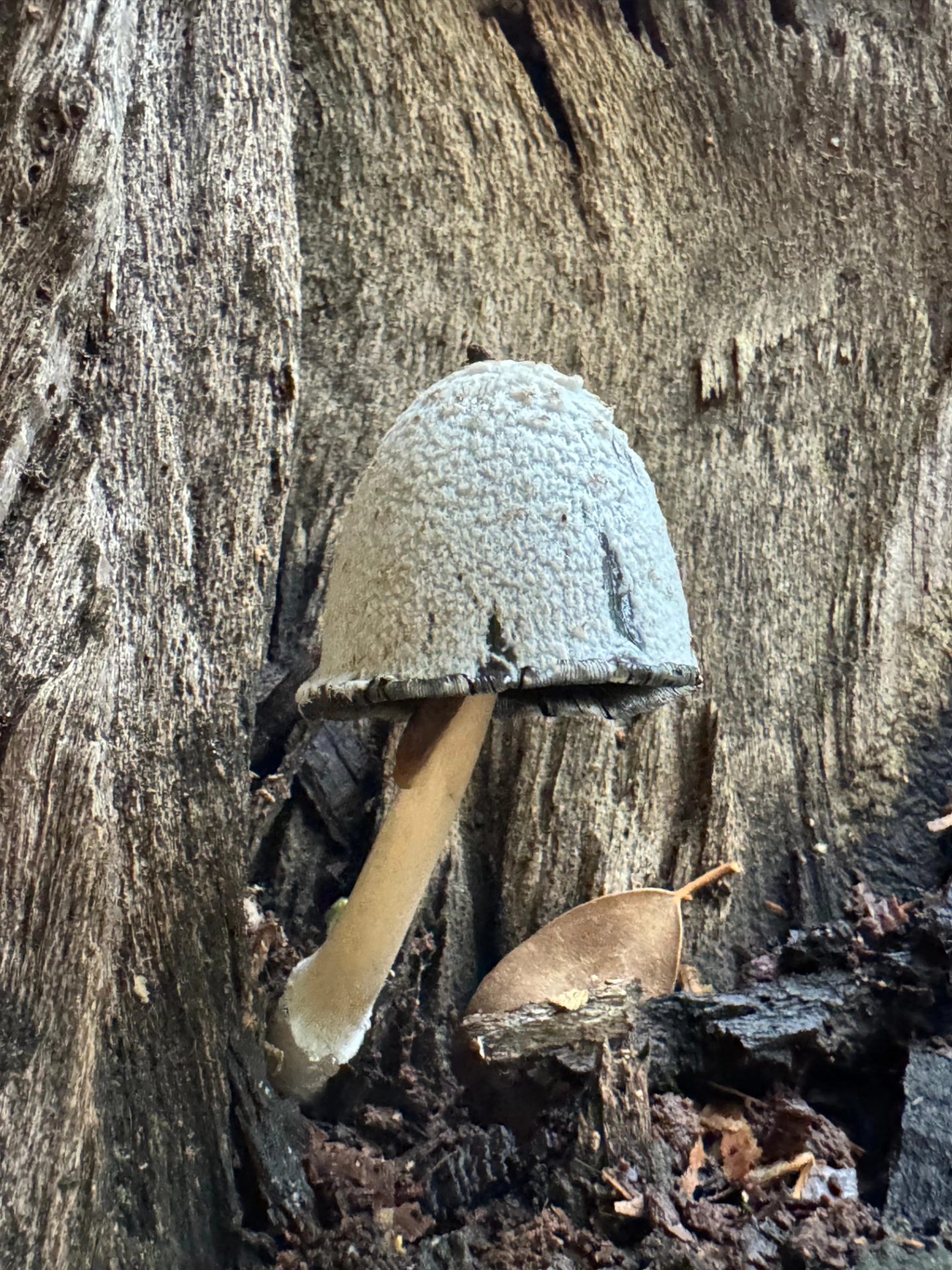 İskenderun Amanoslar Yonsul Yaylası’nda Doğa Keyfi14