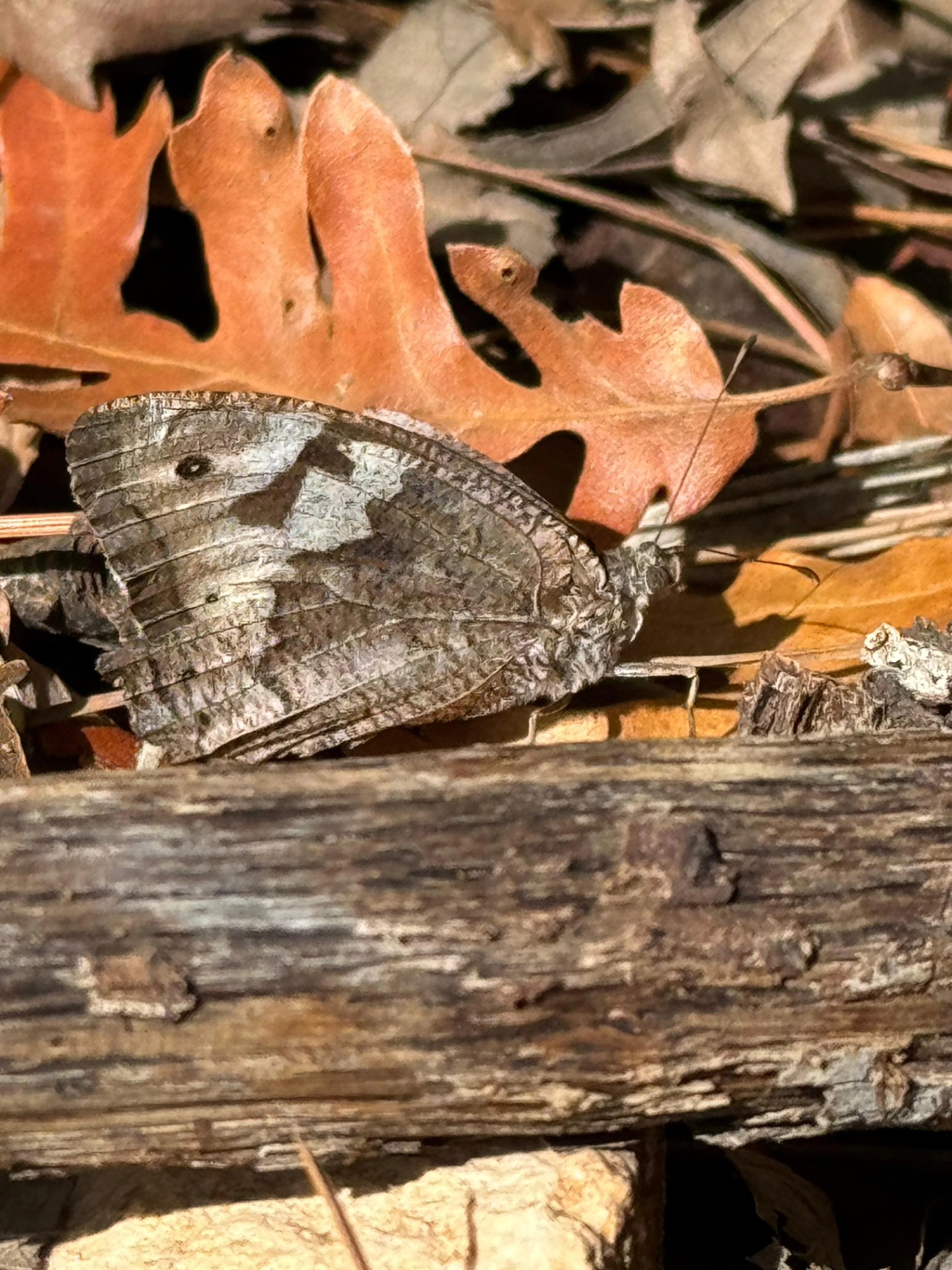 İskenderun Amanoslar Yonsul Yaylası’nda Doğa Keyfi15
