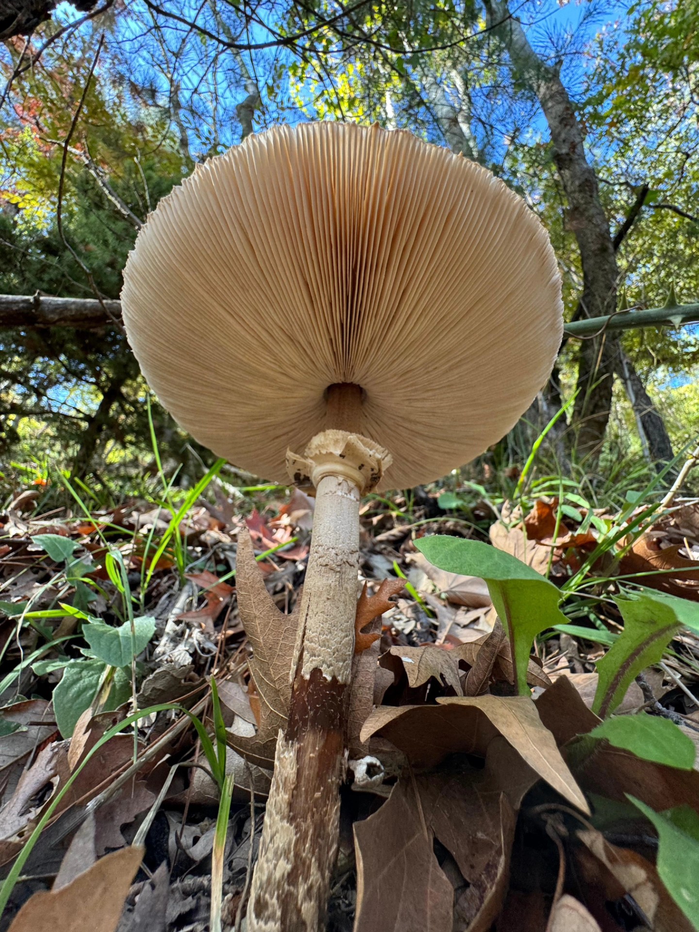 İskenderun Amanoslar Yonsul Yaylası’nda Doğa Keyfi17