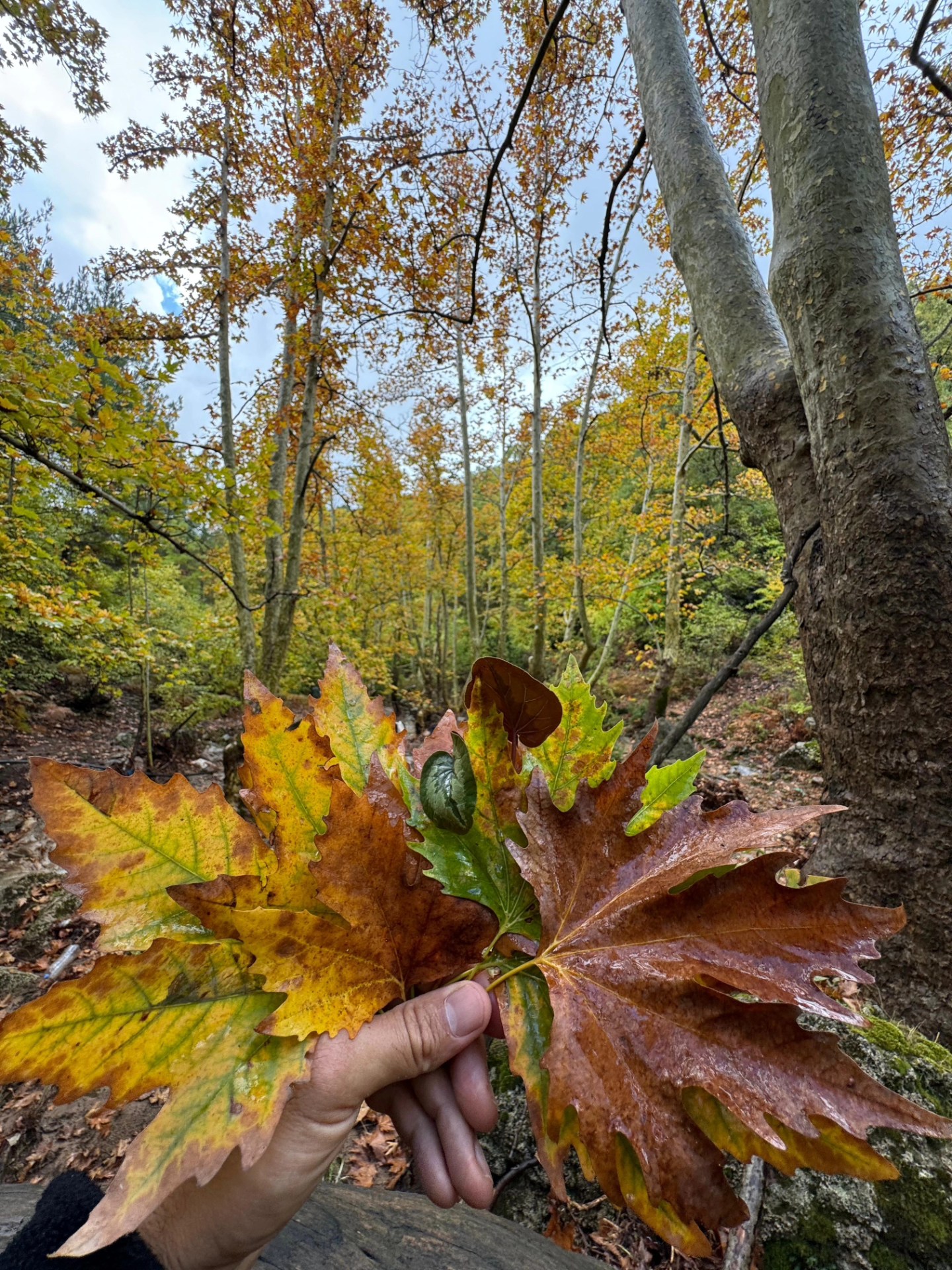 İskenderun Amanoslar Yonsul Yaylası’nda Doğa Keyfi4