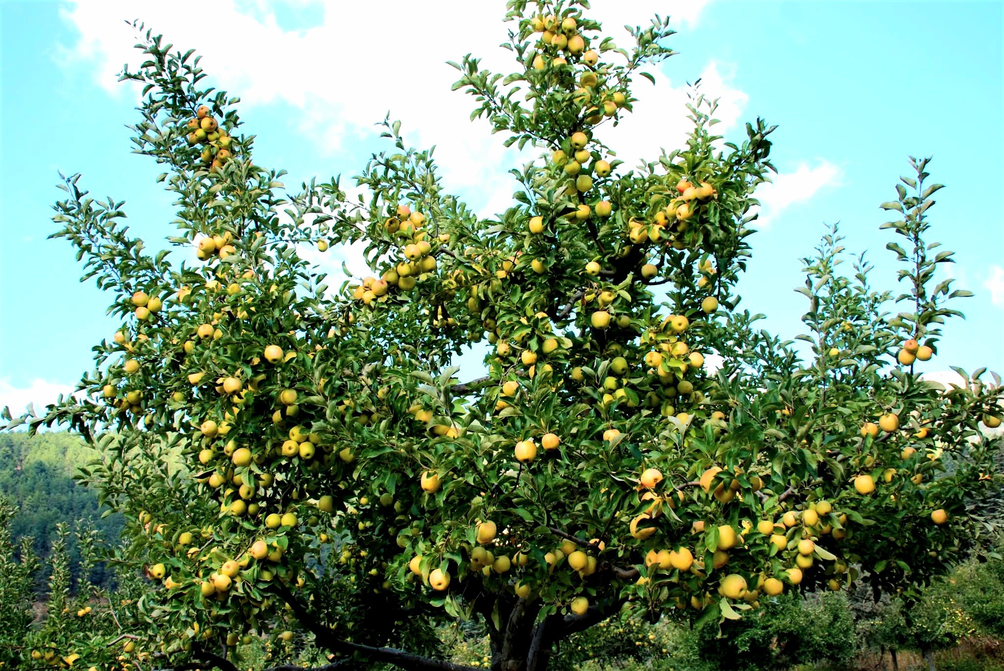 İslahiye Huzurlu Yaylası’nda Elma Hasadı Başladı2