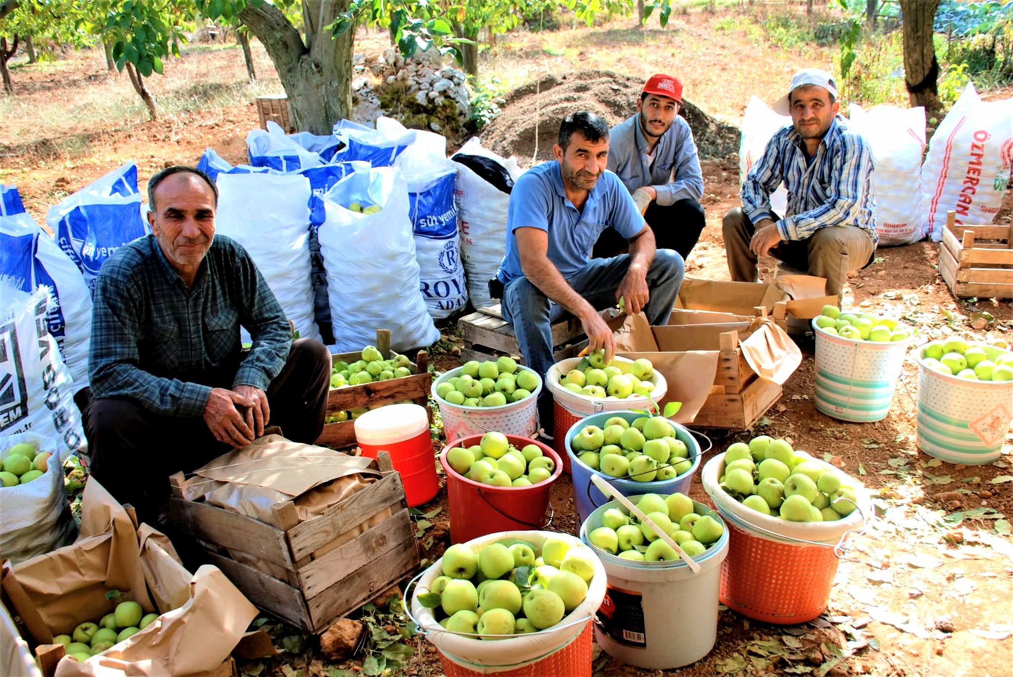 İslahiye Huzurlu Yaylası’nda Elma Hasadı Başladı3