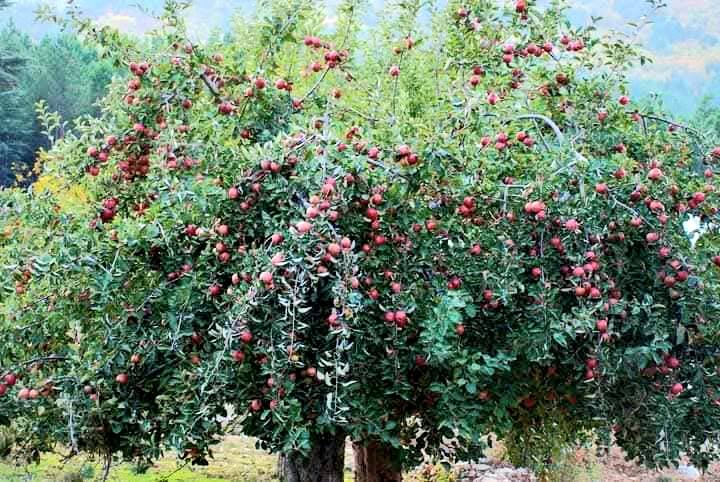 İslahiye Huzurlu Yaylası’nda Elma Hasadı Başladı4
