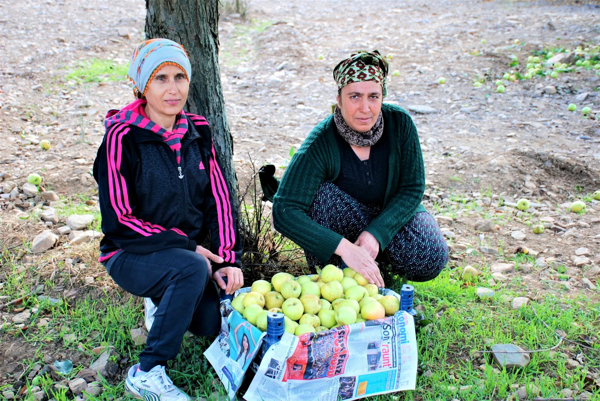 İslahiye Huzurlu Yaylası’nda Elma Hasadı Başladı5