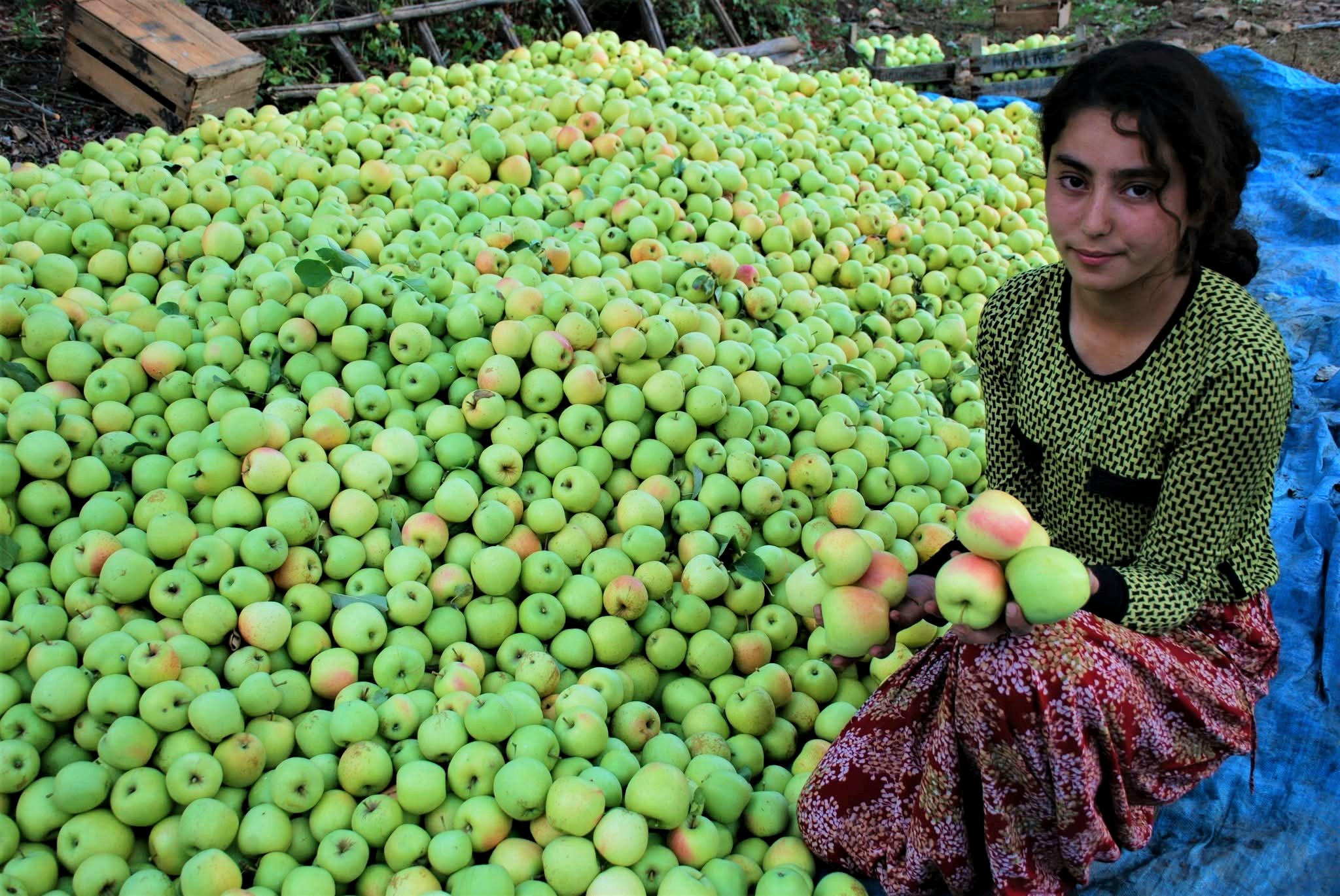 İslahiye Huzurlu Yaylası’nda Elma Hasadı Başladı6
