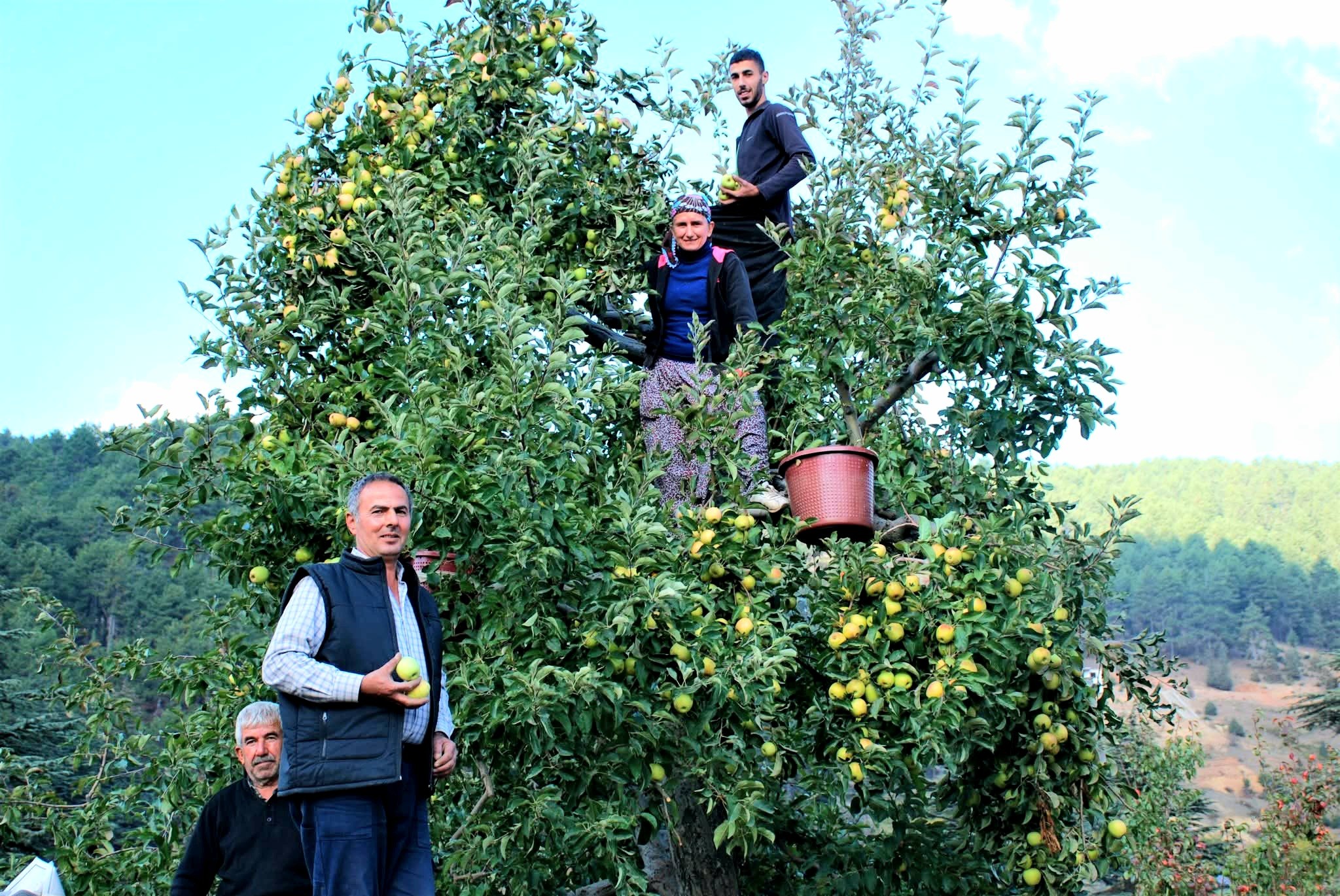 İslahiye Huzurlu Yaylası’nda Elma Hasadı Başladı7