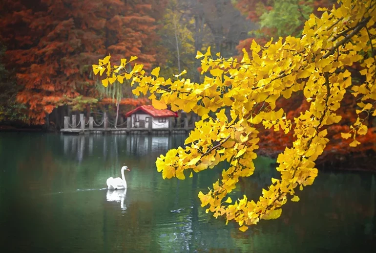 İstanbul’da Sonbahar Keyfi Atatürk Arboretumu’nda Doğa3