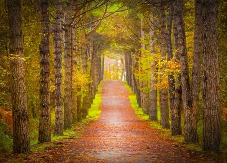 İstanbul’da Sonbahar Keyfi Atatürk Arboretumu’nda Doğa4