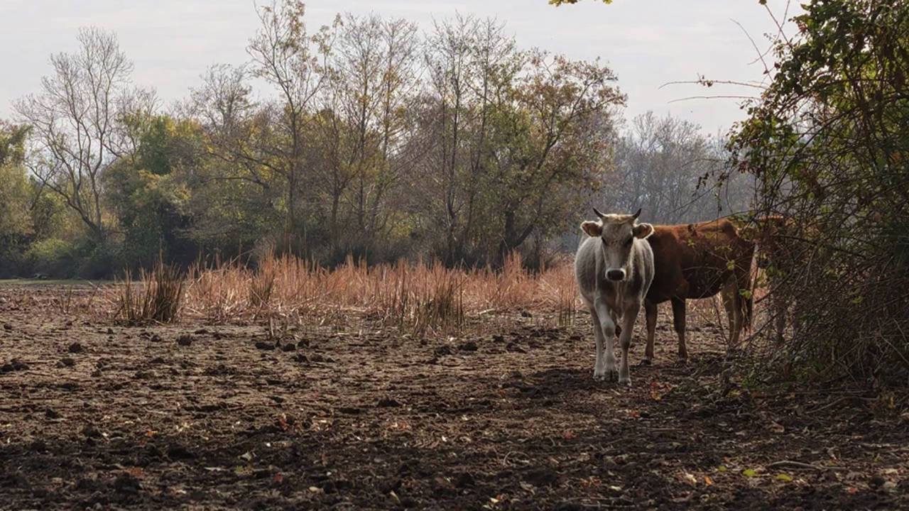 Karacabey Longozu Kurudu Türkiye’nin 3. Büyük Longozu3