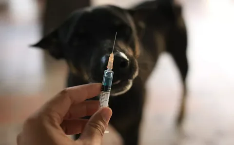 Kuduz Aşısı Uygulaması (1)-1