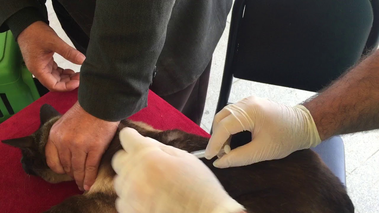 Kuduz Aşısı Uygulaması (1)