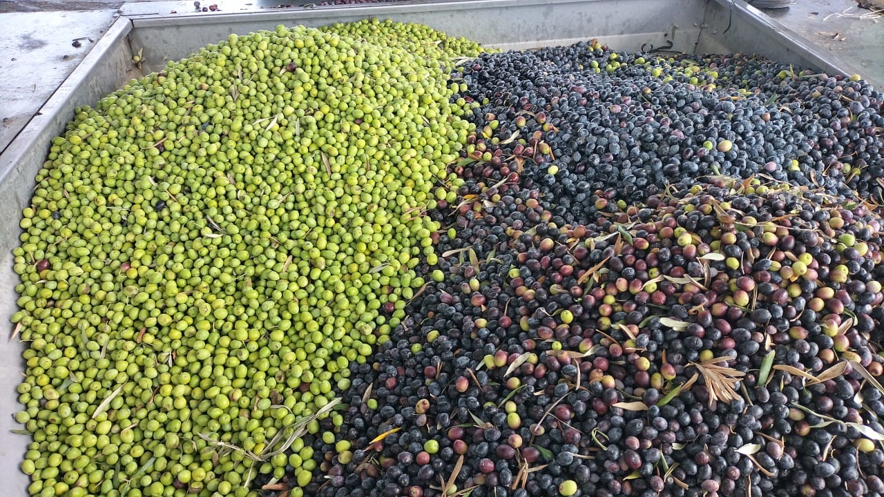 Manavgat Ziraat Odasının Zeytinyağı Fabrikaları Üreticiye Yılda 140 Milyon Lira Katkı Sağlıyor