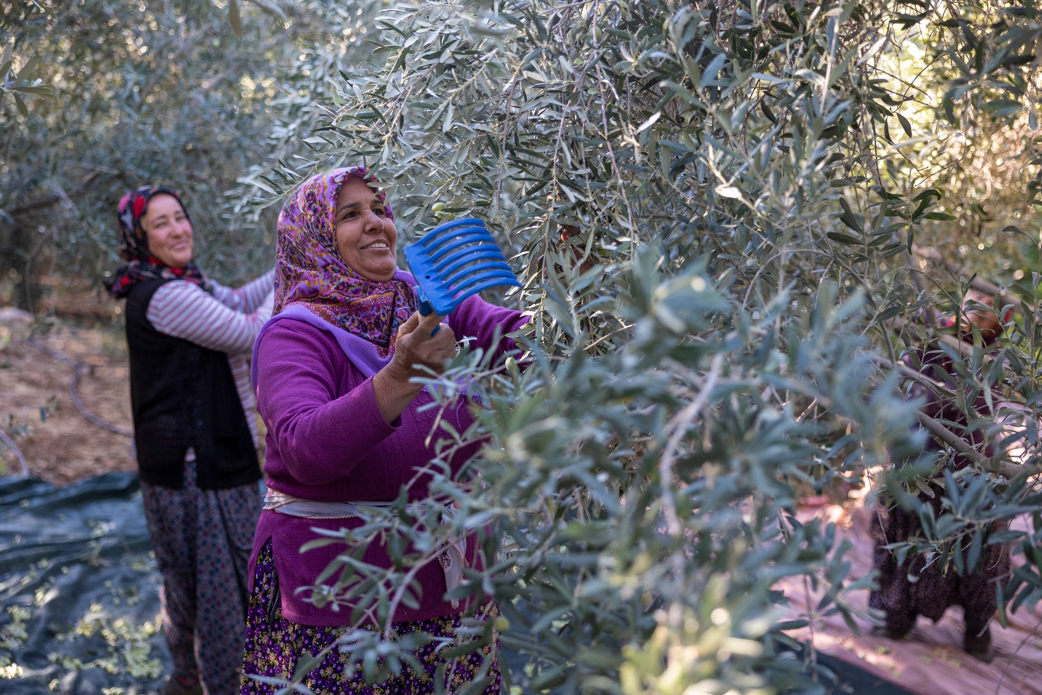 Mersin’de Zeytin Fidanları Kırsala Bereket Getirdi2