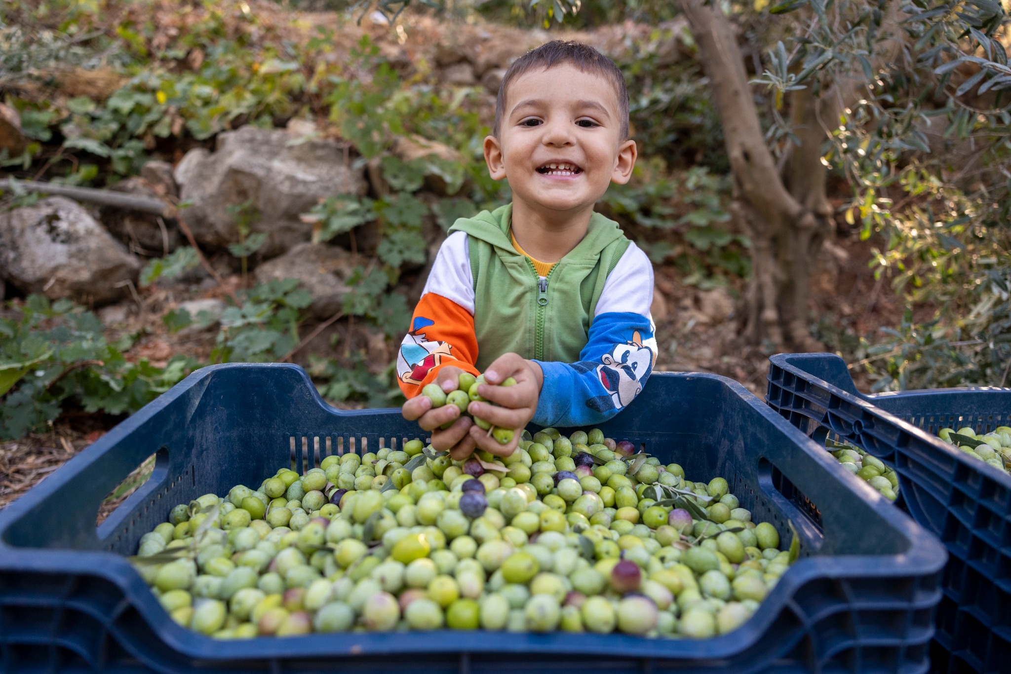 Mersin’de Zeytin Fidanları Kırsala Bereket Getirdi3