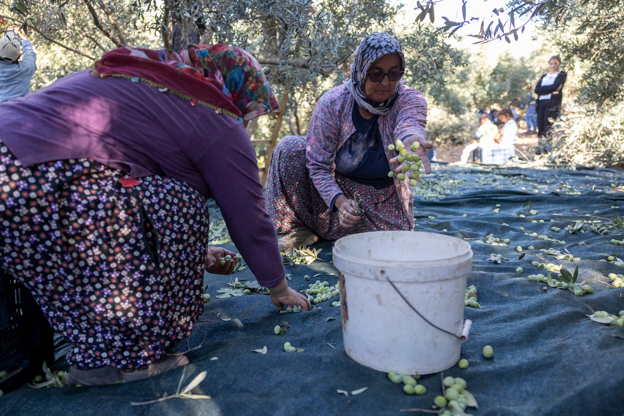 Mersin’de Zeytin Fidanları Kırsala Bereket Getirdi6