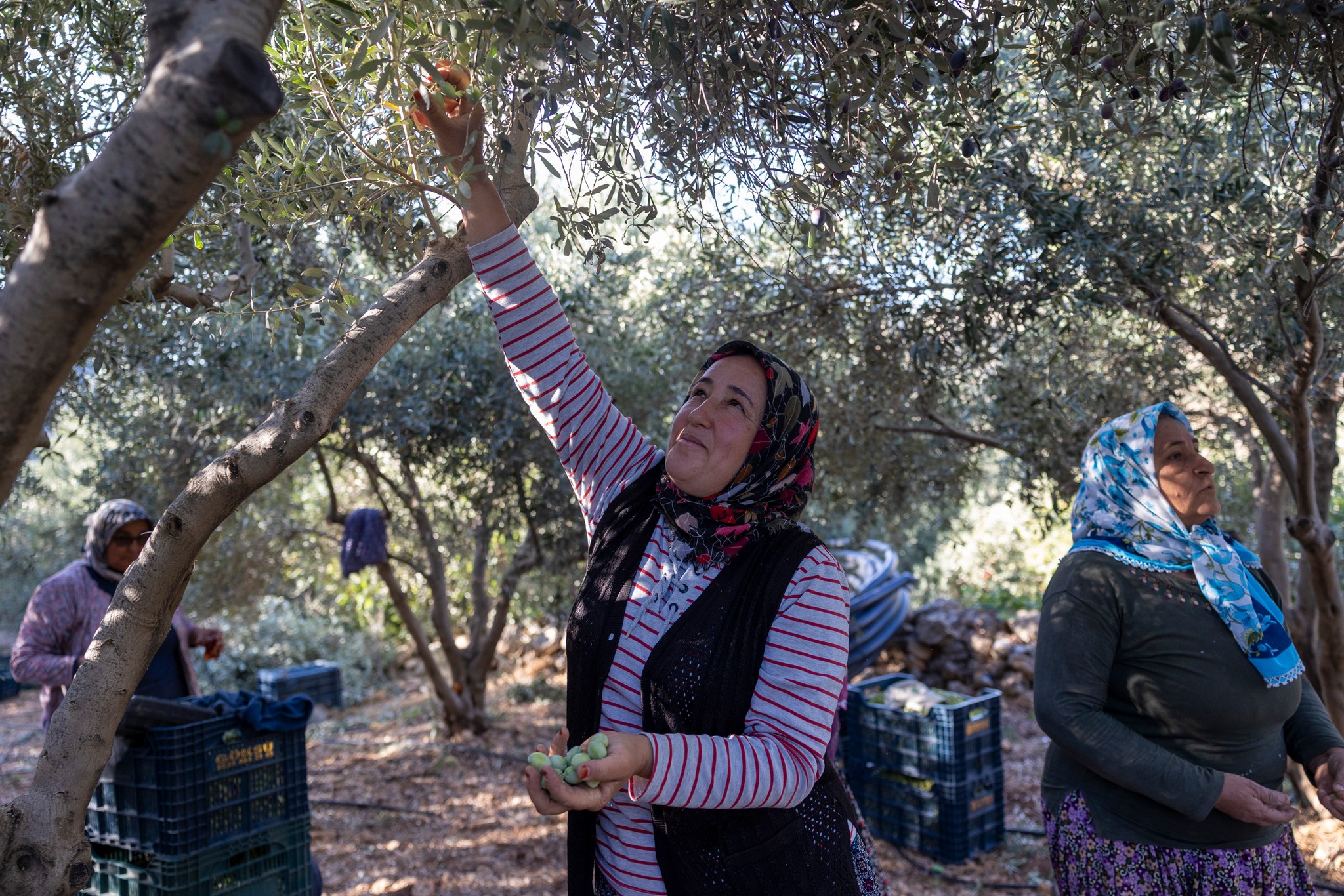 Mersin’de Zeytin Fidanları Kırsala Bereket Getirdi7