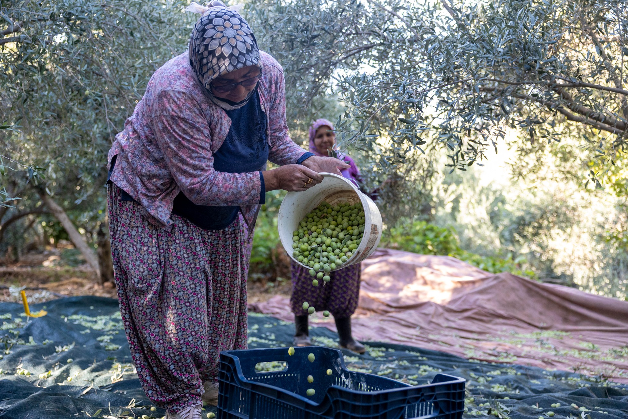 Mersin’de Zeytin Fidanları Kırsala Bereket Getirdi8