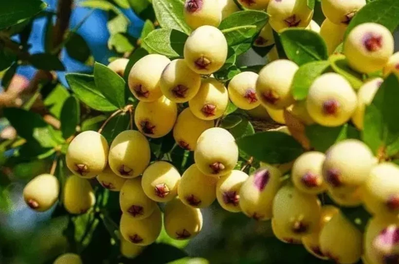 Murt Meyvesi Sonbaharın Şifalı Lezzeti6