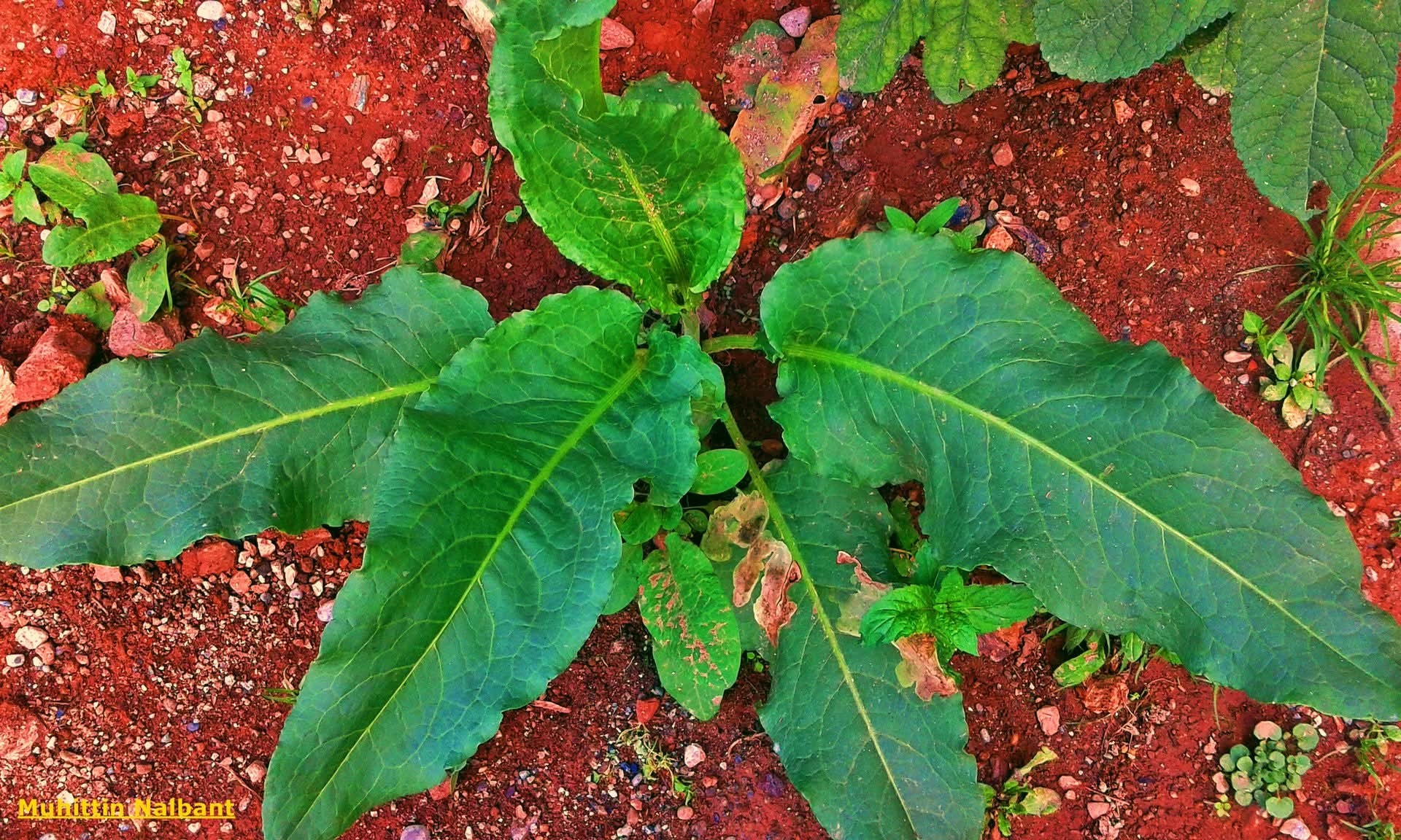Osmaniye Ve Zorkun Yaylası’nda Geleneksel Toğga Lezzeti10
