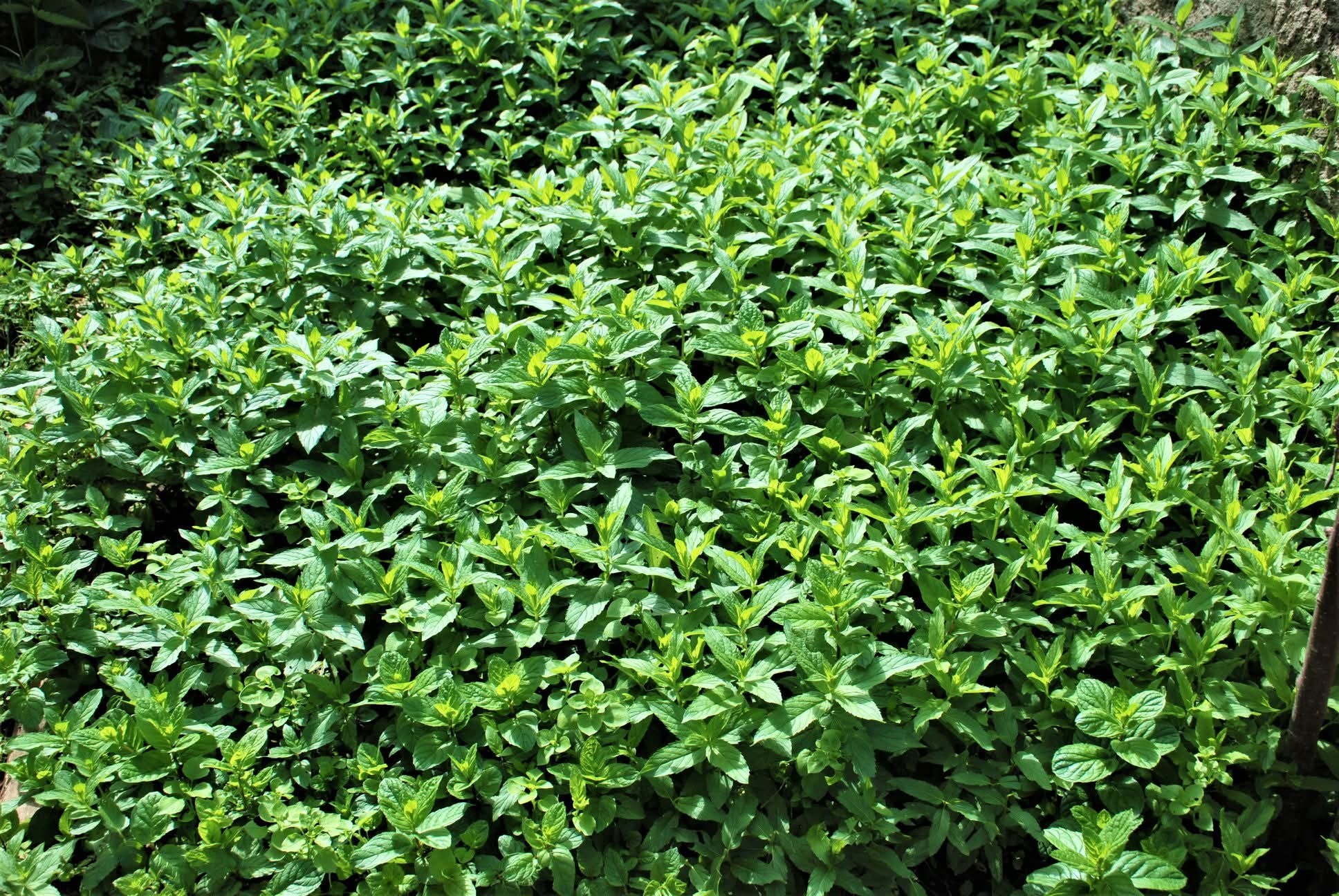 Osmaniye Ve Zorkun Yaylası’nda Geleneksel Toğga Lezzeti2