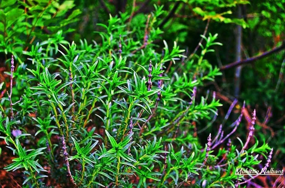 Osmaniye Ve Zorkun Yaylası’nda Geleneksel Toğga Lezzeti3