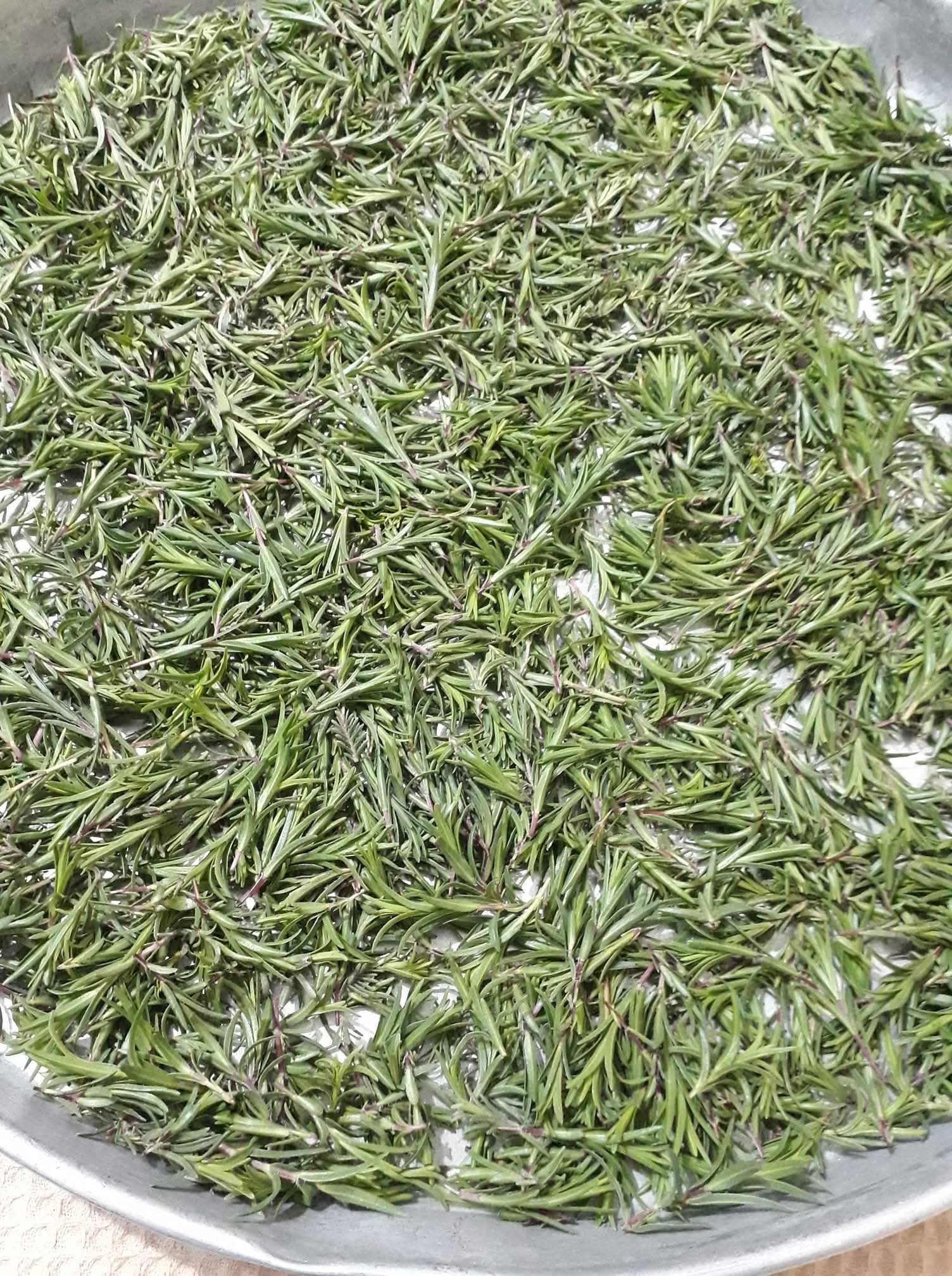 Osmaniye Ve Zorkun Yaylası’nda Geleneksel Toğga Lezzeti5