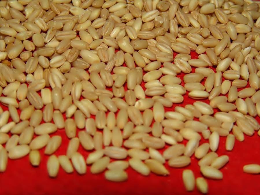 Osmaniye Ve Zorkun Yaylası’nda Geleneksel Toğga Lezzeti6