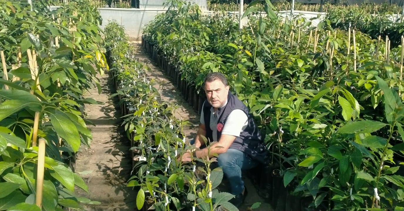 Osmaniye’de 100 Bin Sertifikalı Avokado Fidanı2