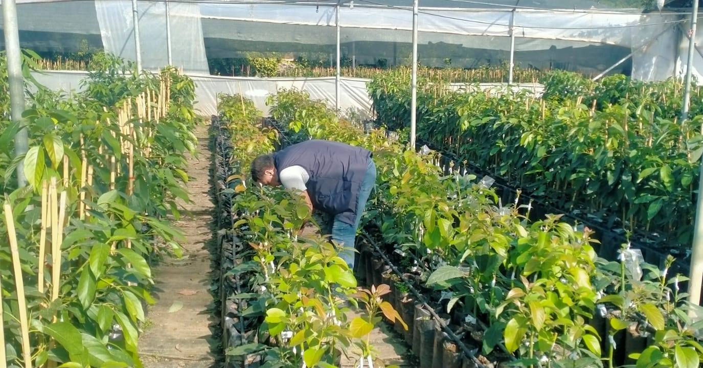 Osmaniye’de 100 Bin Sertifikalı Avokado Fidanı3