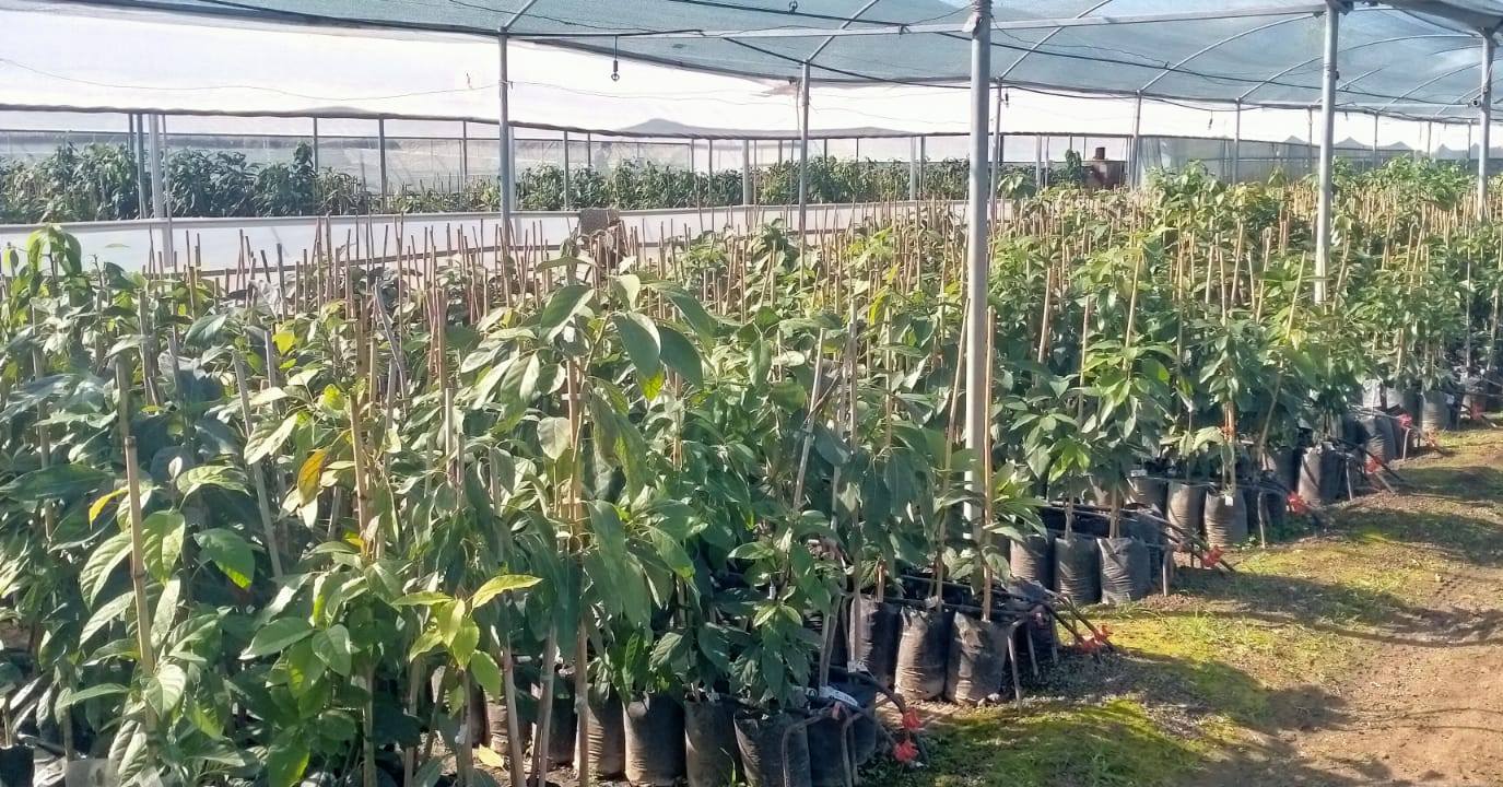 Osmaniye’de 100 Bin Sertifikalı Avokado Fidanı4