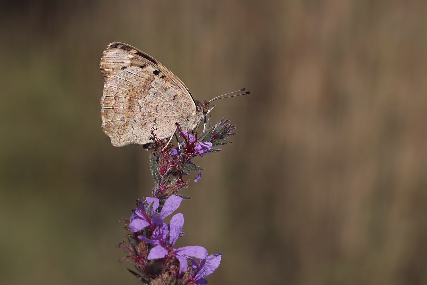 Osmaniye’de Dicle Güzeli Kelebeği Gözlemleri Başladı2