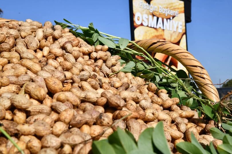 Osmaniye’de Fıstık Festivali Heyecanı Başlıyor