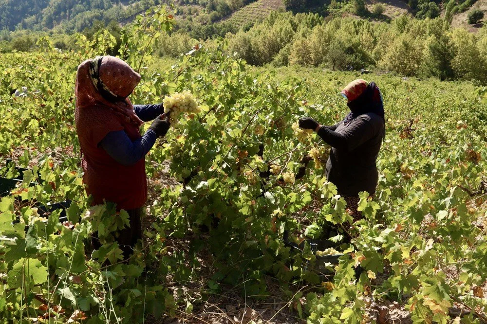 Osmaniye’de Geleneksel Yöntemle Pekmez Yapımına Başlandı7