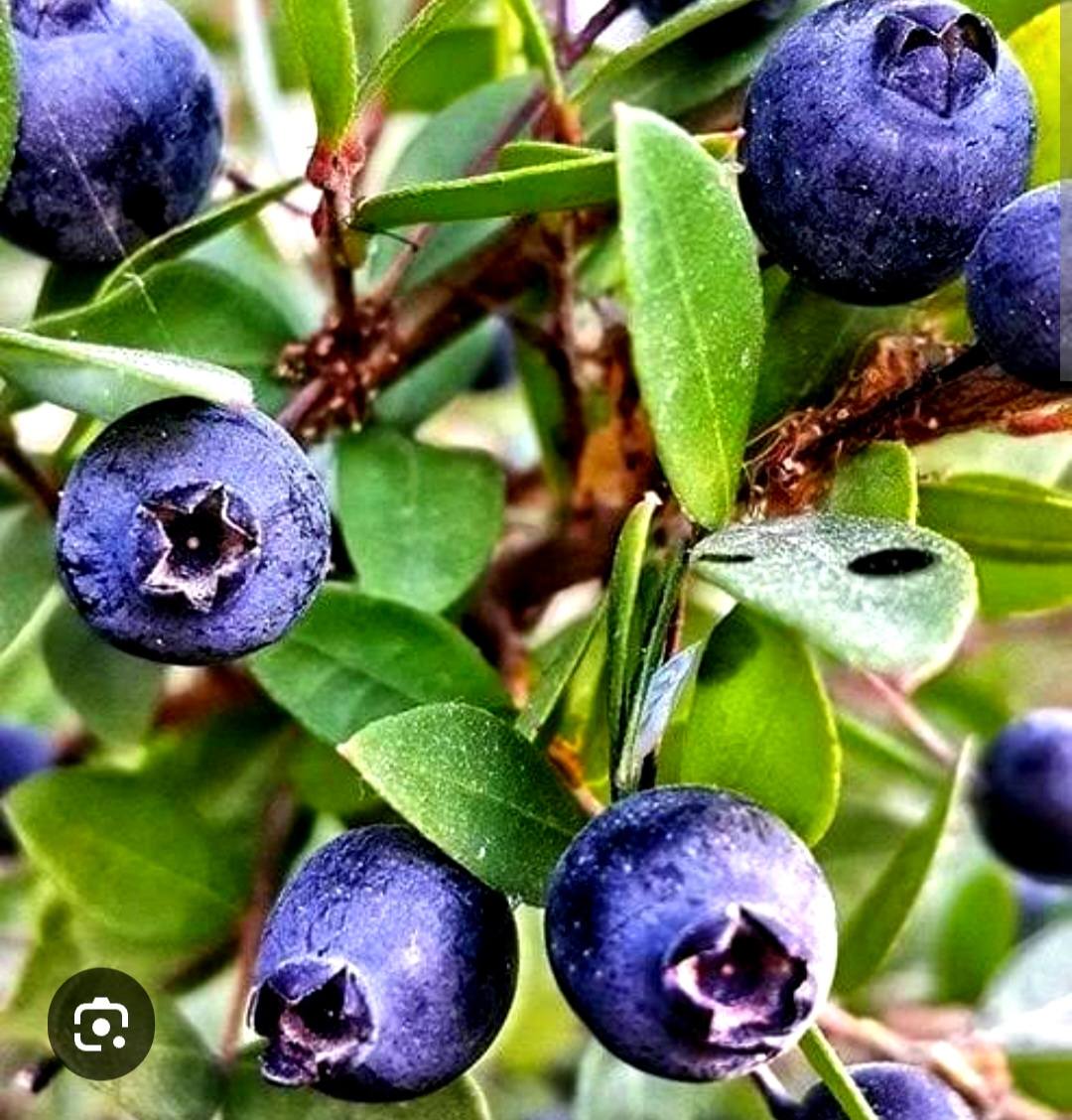 Osmaniye'de Hambelesin Mucizevi Faydaları (1)