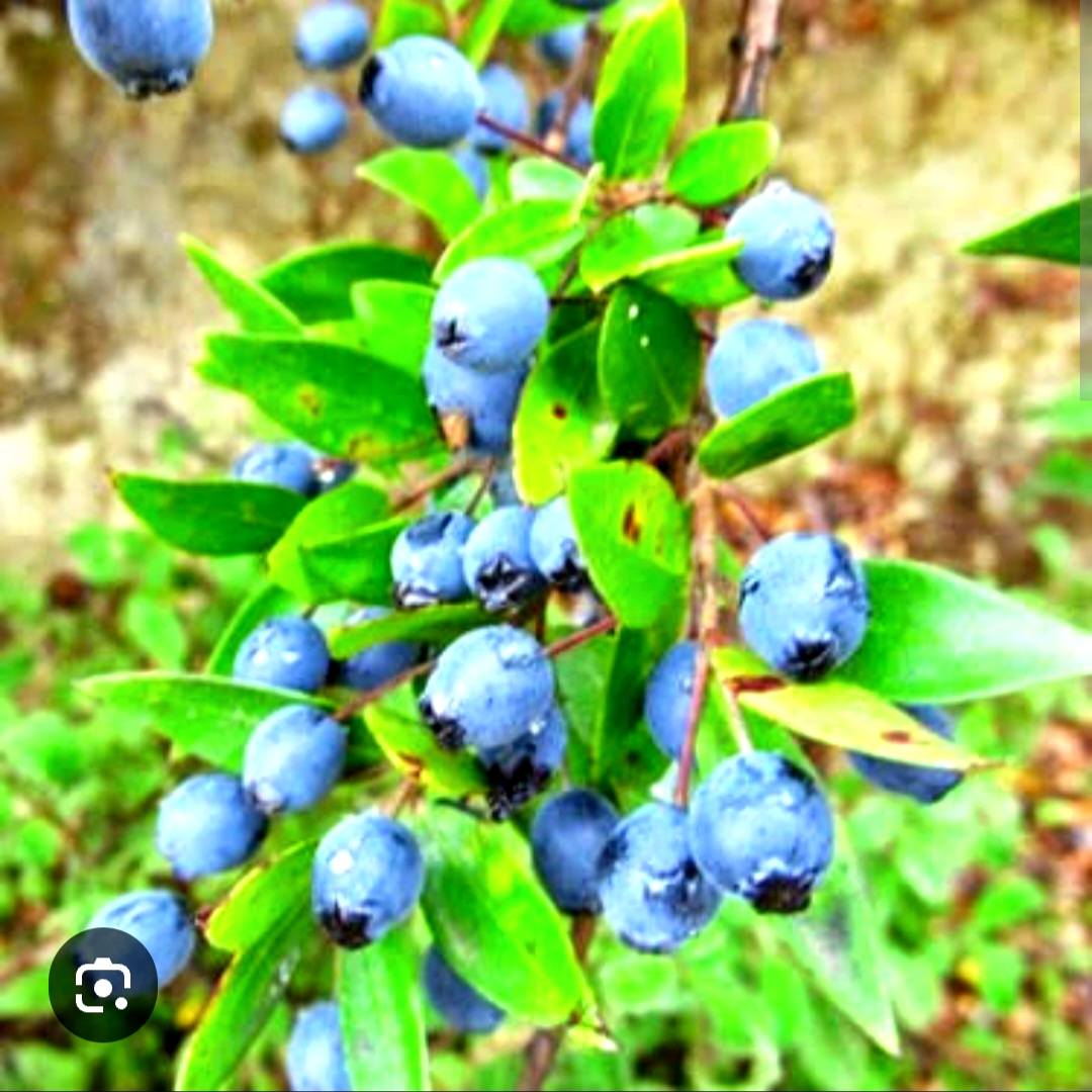 Osmaniye'de Hambelesin Mucizevi Faydaları (2)