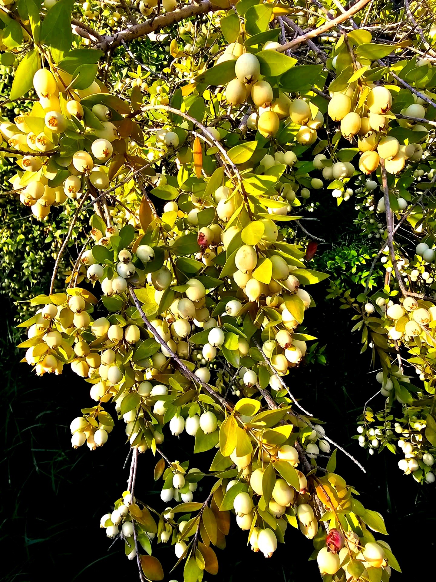 Osmaniye'de Hambelesin Mucizevi Faydaları (3)