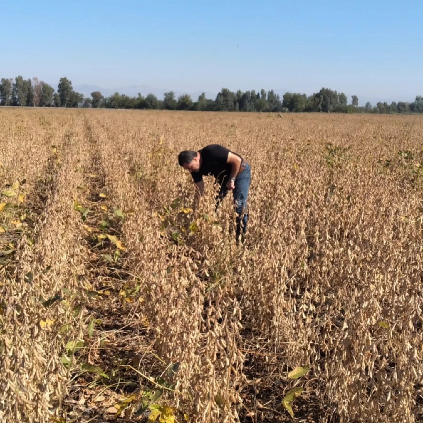 Osmaniye’de Sertifikalı Tohum Üretiminde Hasat Dönemi3