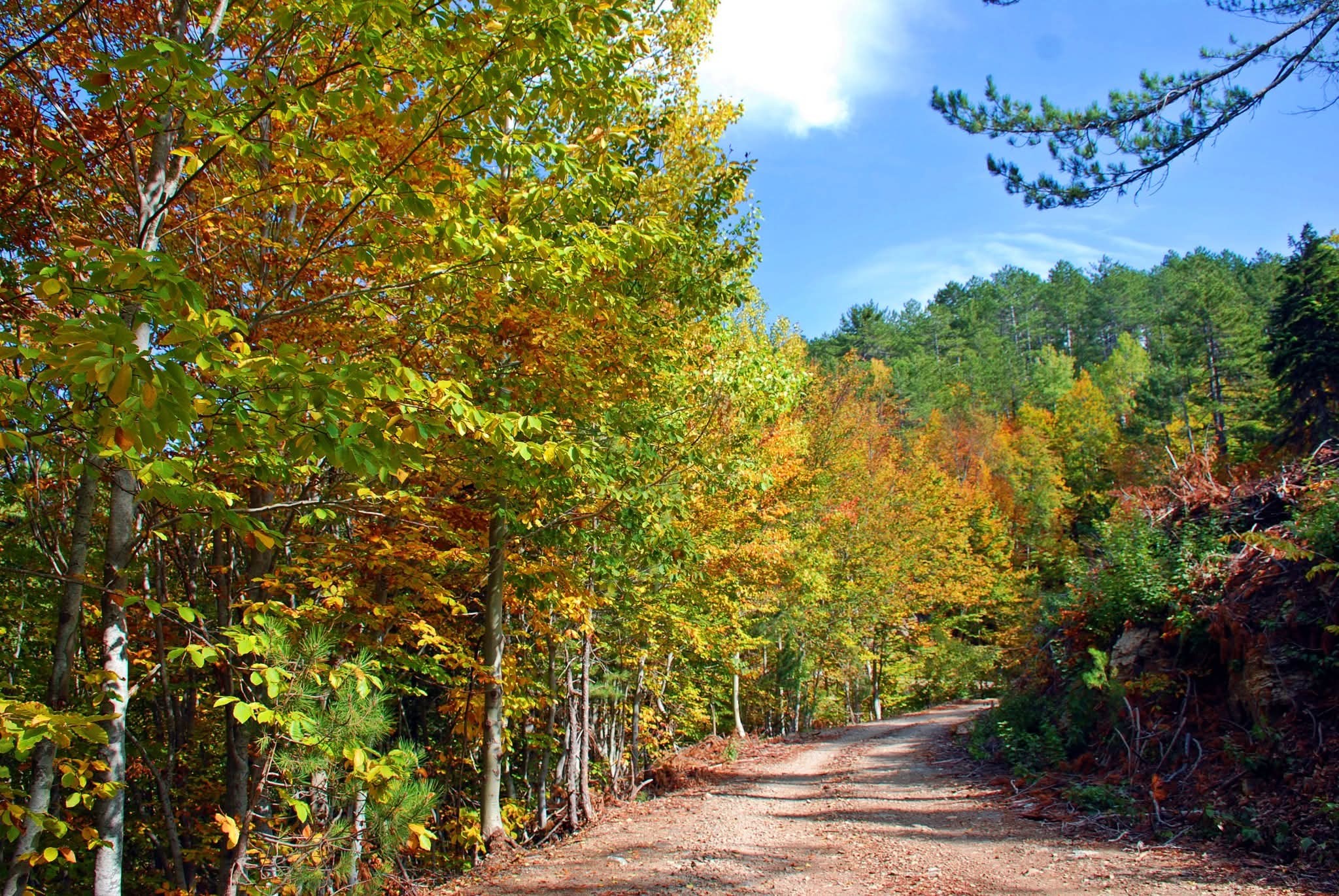 Osmaniye’de Sonbahar Yapraklar Çiçeğe Dönüştü2
