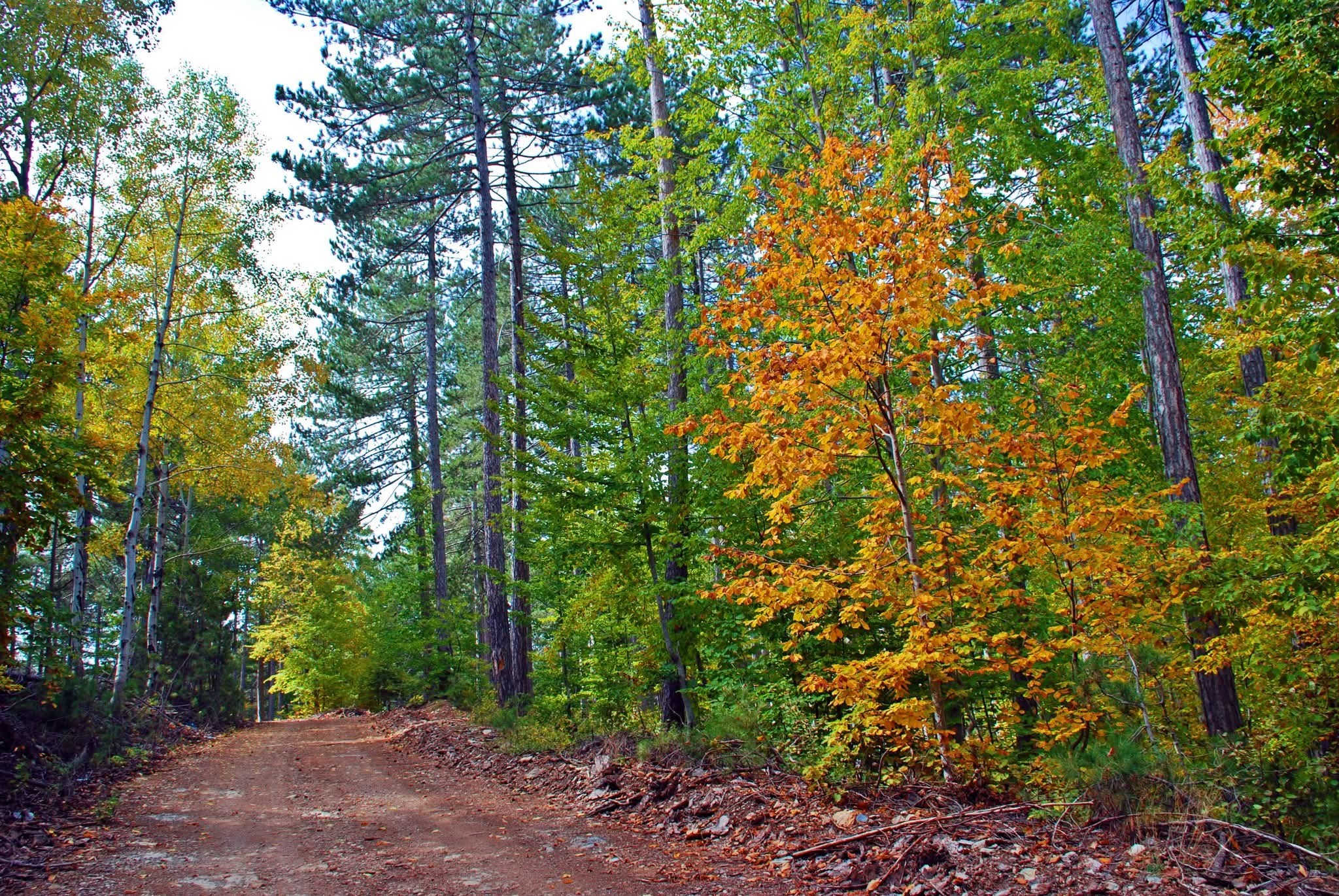 Osmaniye’de Sonbahar Yapraklar Çiçeğe Dönüştü3